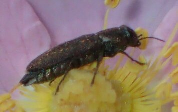 Buprestidae(Fa) sp001 Animal